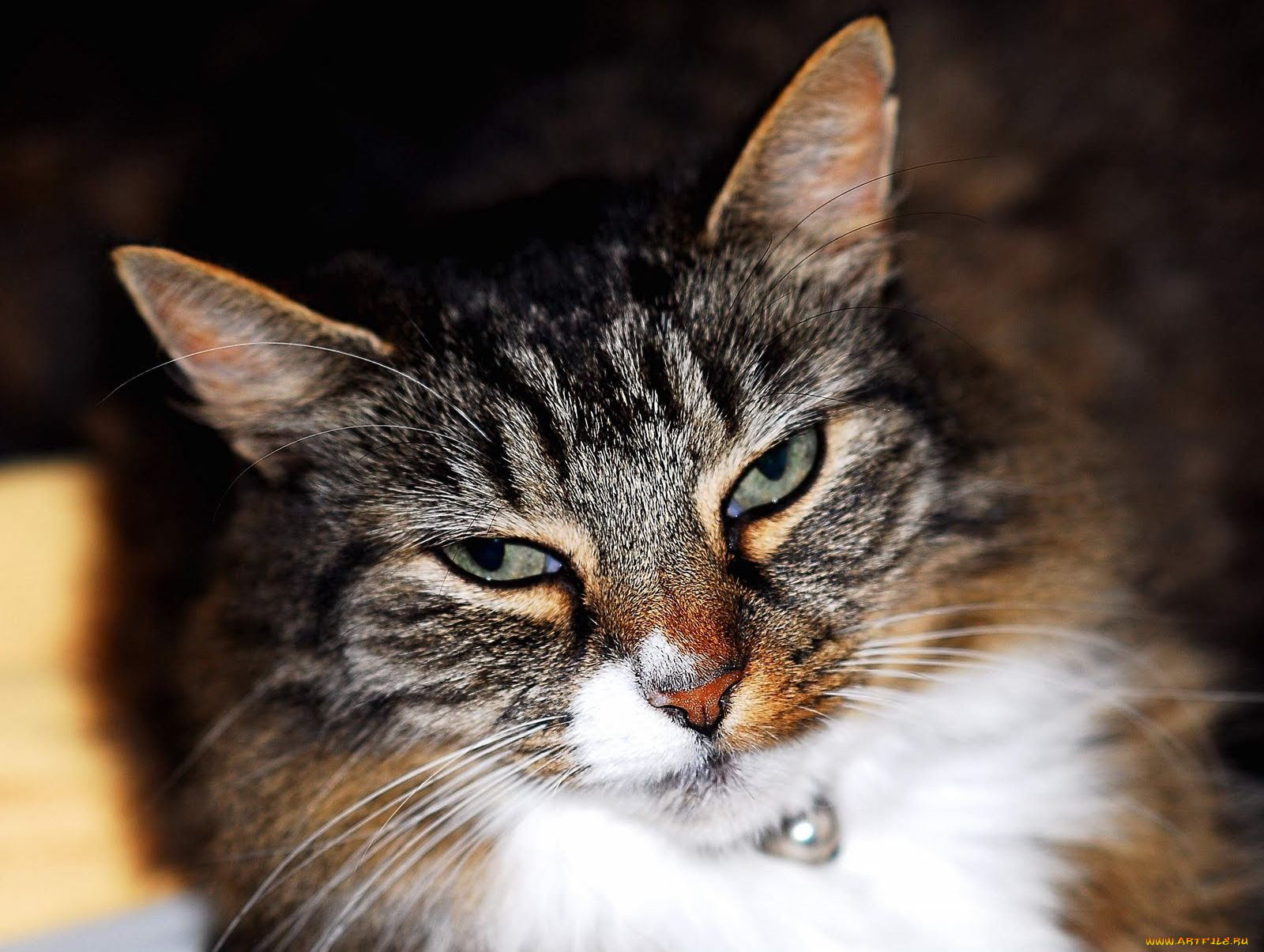 , , cat